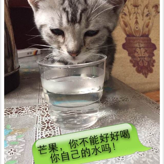 代办查普林学院文凭毕业证